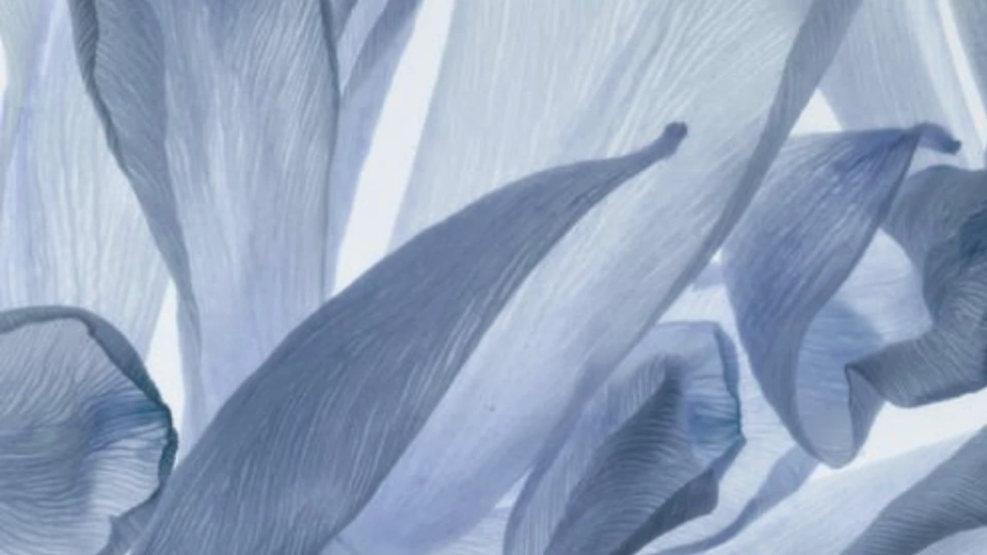 Perfume ingredients - essential oils and flowers